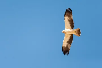 Fototapeten Booted Eagle, Dwergarend, Hieraaetus pennatus © Marc