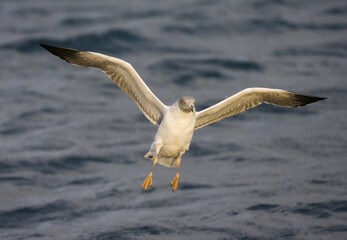 Atlantic Yellow-legged Gull, Atlantische Geelpootmeeuw, Larus michahellis atlantis