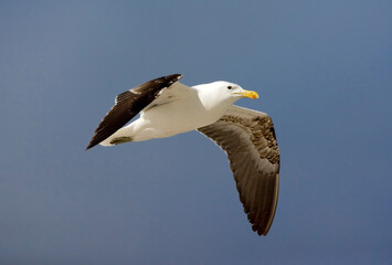 Kelpmeeuw, Cape Gull, Larus dominicanus