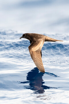 Bulwers Stormvogel, Bulwer's Petrel, Bulweria Bulwerii