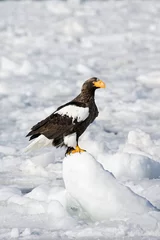 Foto auf Leinwand Steller Zeearend, Steller\'s Sea-eagle, Haliaeetus pelagicus © Marc