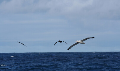 Fototapeta na wymiar Tristanalbatros, Tristan Albatros, Diomedea dabbenena