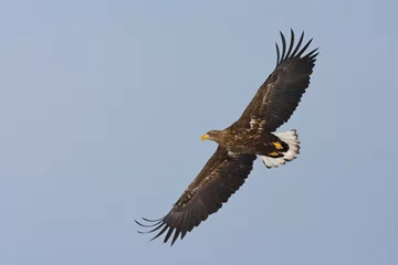 Fototapeten Zeearend volwassen  White-tailed Eagle adult © Marc