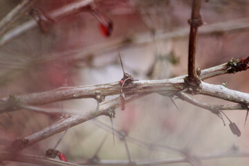Abstract Branches