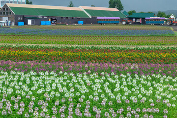 上富良野町　フラワーランドの花畑　カラフルな花畑