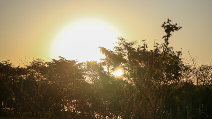 Sunset through trees in Brazil countryside
