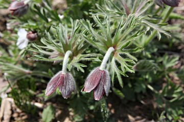 한국공원에핀꽃입니다