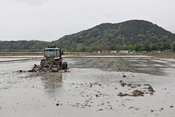 논에서써래질을하고있습니다