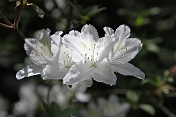 한국공원에핀꽃입니다