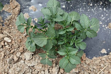 한국의밭작물감자입니다