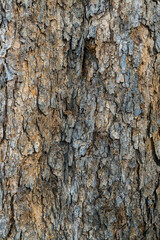 Wood texture and bark. dry tree bark texture background.