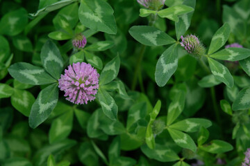 pink clover and green leaf
