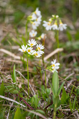 蔵王の湿原に咲くヒナザクラ