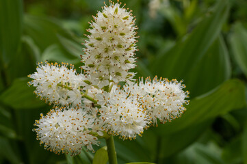 高山の湿原に咲くコバイケイソウ（ユリ科）
