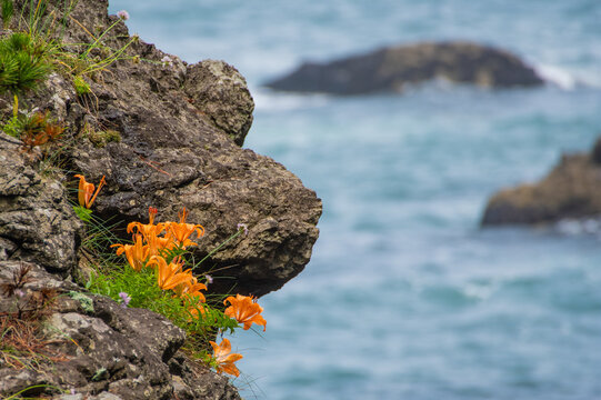 青森県八戸市種差海岸の岩壁に咲くスカシユリ