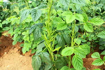fresh indian vegetable green cluster beans or guar beans on plant in garden