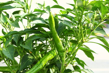 fresh green chili pepper or chillies on plant in garden