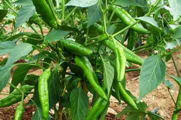 fresh green chili pepper or chillies on plant in garden