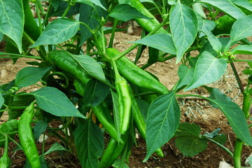fresh green chili pepper or chillies on plant in garden