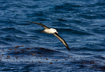 Fototapeta na wymiar Black-browed Albatross, Wenkbrauwalbatros, Thalassarche melanophrys