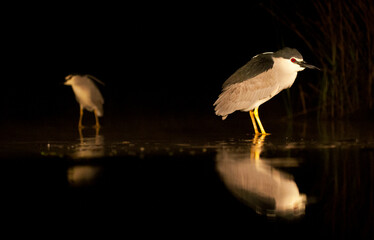 Kwak, Black-crowned Night-Heron