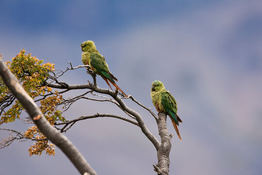  Austral Parakeets, Enicognathus ferrugineus, perched in a tree in Argentina.
