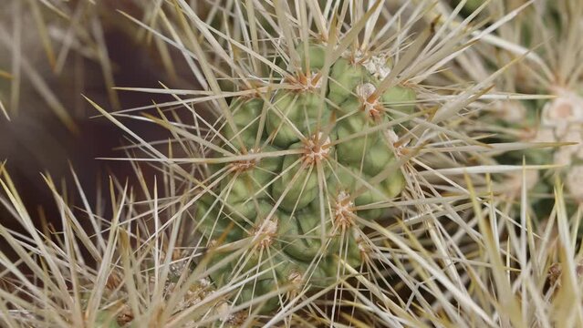Yellow sheathed overlapping spines protrude from moderately obscured trichomatic glochidiate areoles of Cylindropuntia Echinocarpa, Cactaceae, native shrub in the North Mojave Desert, Springtime.