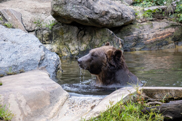 Grizzly bear cooling off in pool
