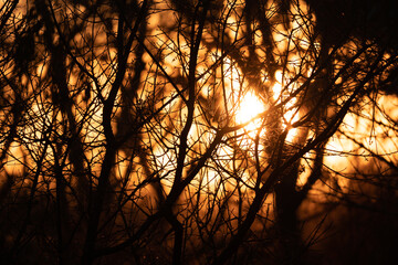 warm sunsetting through the leafless tree branches