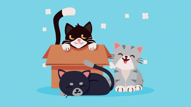 cute cats in carton box animation