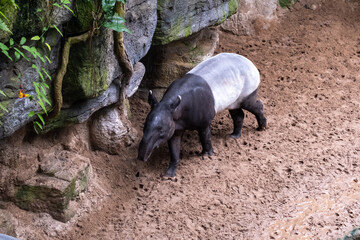 Malayan tapir at the Bronx Zoo New York