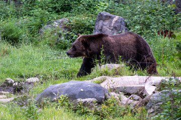 Grizzly bear walking