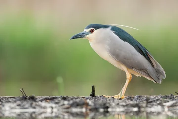 Foto op Canvas Kwak, Black-crowned Night Heron, Nycticorax nycticorax © Marc