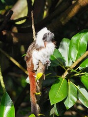 Endearing mesmerising Cotton-top Tamarin in natural beauty.