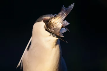 Fototapeten Kwak, Black-crowned Night Heron, Nycticorax nycticorax © Marc
