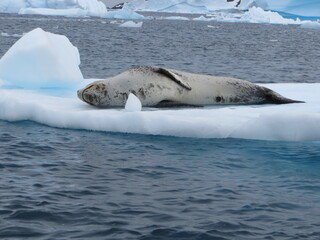 Leopard Seal (Hydrurga leptonyx) in Antarctica