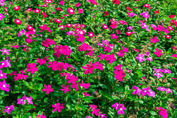 field of pink tulips