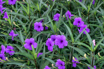 Obraz premium Close up Britton ruellia simplex. Beautiful of purple flower in green background.