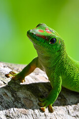 Phelsuma madagascariensis – gecko, Madagascar nature
