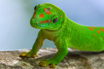 Phelsuma madagascariensis – gecko, Madagascar nature