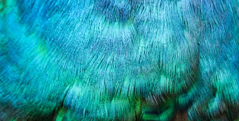 Keuken spatwand met foto Colors and patterns of peacock feathers © beerphotographer