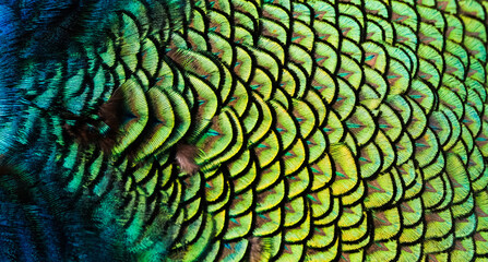 Colors and patterns of peacock feathers