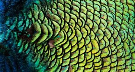 Keuken spatwand met foto Kleuren en patronen van pauwenveren © beerphotographer