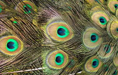 Colors and patterns of peacock feathers