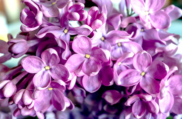 flowers of bright beautiful large lilac, macro