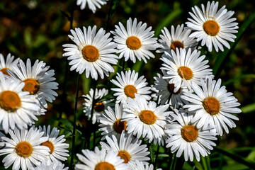 Fototapeta premium fresh bright white daisies in the garden