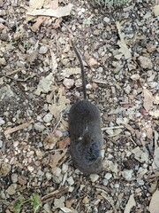 Mouse laying down on the ground 