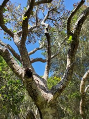tree in the park