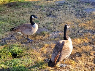 Canadian goose 