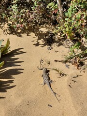 lizard on the sand